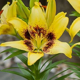 Лилия азиатская Жуан-Песоа