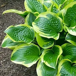 Хоста Queen Josephine