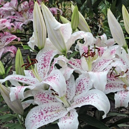 Лилия восточная Экстраваганза НАБОР 2ШТ (2+2)