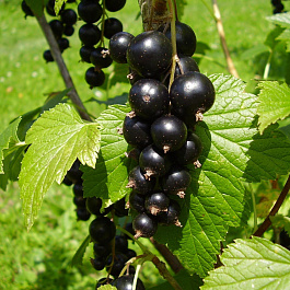 Смородина черная Дар Смольяниновой