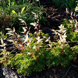 Волжанка кокорышелистная НАБОР 2ШТ Волжанка кокорышелистная НАБОР 2ШТ