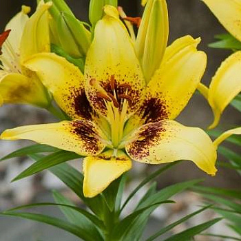 Лилия азиатская Жуан-Песоа