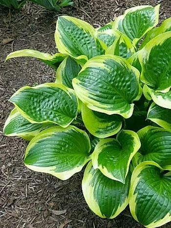 Хоста Queen Josephine