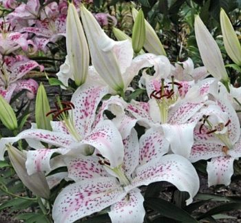 Лилия восточная Экстраваганза НАБОР 2ШТ (2+2)