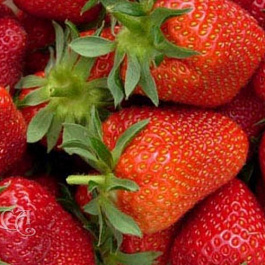 Земляника садовая Феличита