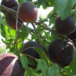 Абрикос Черный принц