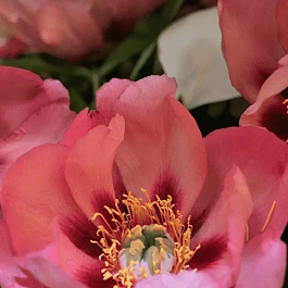 Пион ИТО Old Rose Dandy