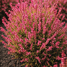 Вереск обыкновенный Bonita