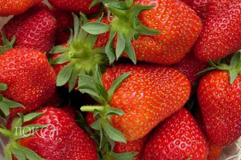 Земляника садовая Феличита