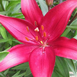 Лилия азиатская Эльградо