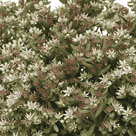 Очиток невии Silver Frost