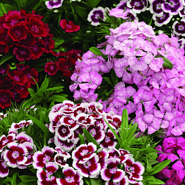 Гвоздика турецкая Diabunda Formula Mix