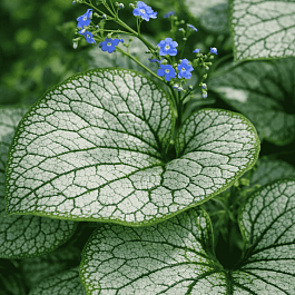 Бруннера крупнолистная Silver Spear