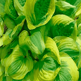 Хоста Summer Breeze