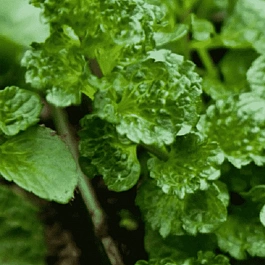 Мята кудрявая Crispa