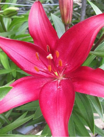 Лилия азиатская Эльградо