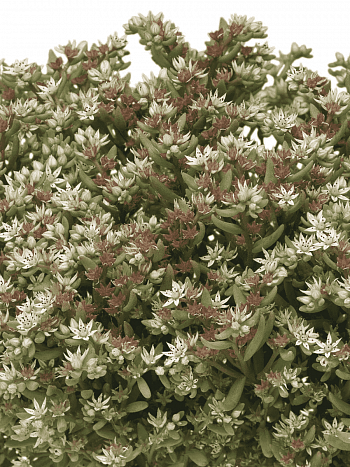 Очиток невии Silver Frost