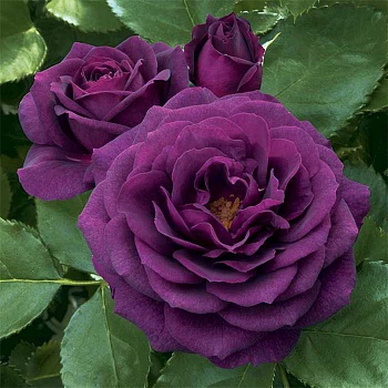 Роза Флорибунда Ebb Tide