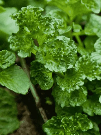 Мята кудрявая Crispa