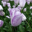 Тюльпан триумф Shirley
