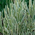 Лаванда узколистная Silver Edge
