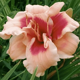 Лилейник Forty Second Street