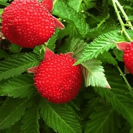 Малина розолистная