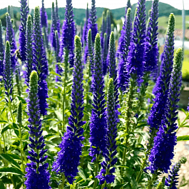 Вероника колосистая Anniversary Blue