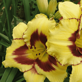 Лилейник Calico Jack