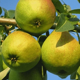 Груша Любимица Яковлева