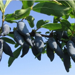 Жимолость съедобная Нарымская