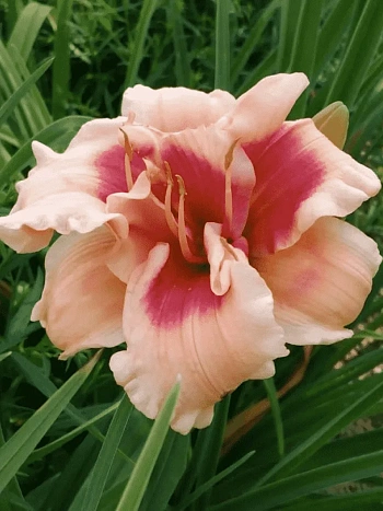 Лилейник Forty Second Street