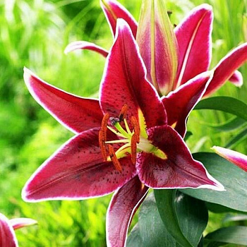 Лилия восточная горшечная Маньи-Кур НАБОР 2ШТ (2+2)