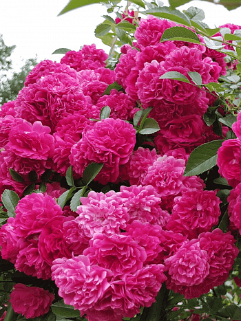 Роза Плетистая Laguna