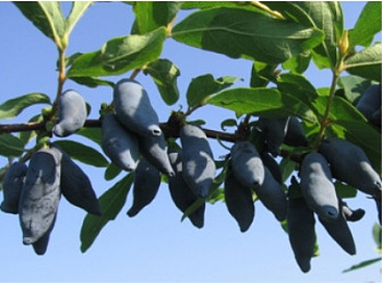 Жимолость съедобная Нарымская