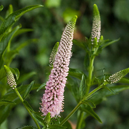 Вероника Фёст Чойс