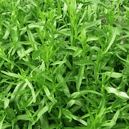 Эстрагон Taste