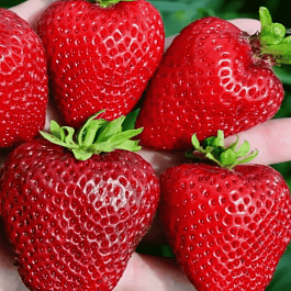 Земляника садовая Сандра