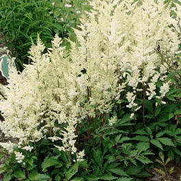Астильба гибридная Younique White