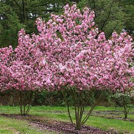 Яблоня декоративная Рудольф Яблоня декоративная Рудольф