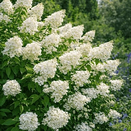 Гортензия метельчатая Grandiflora