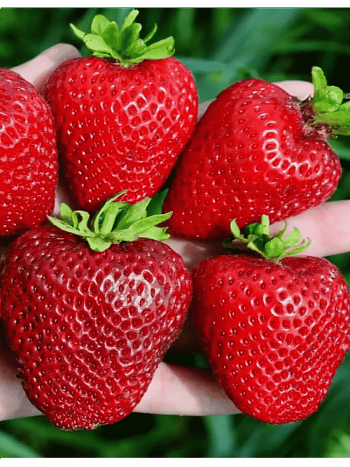 Земляника садовая Сандра