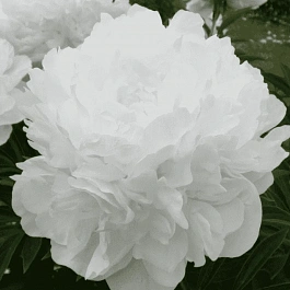 Пион травянистый Madame Claude Tain