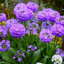 Примула мелкозубчатая Лилак