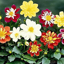 Георгина Арлекин Микс