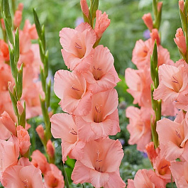 Гладиолус крупноцветковый Шуга Бейб