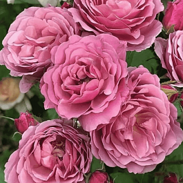 Роза Флорибунда Aoi