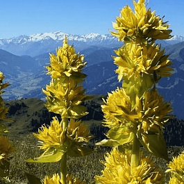 Горечавка желтая