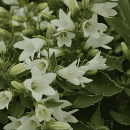 Колокольчик чесночницелистный Snow Dune