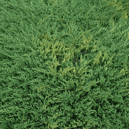 Можжевельник горизонтальный Andorra Compact